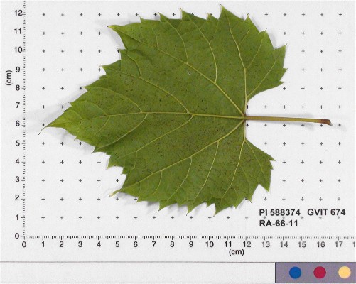 LEAF
