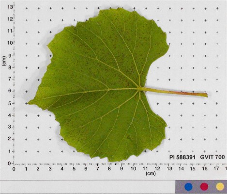 Click for 5 image(s) for this accession. LEAF