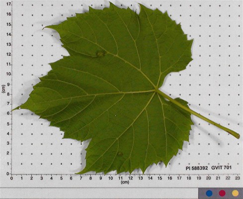 LEAF
