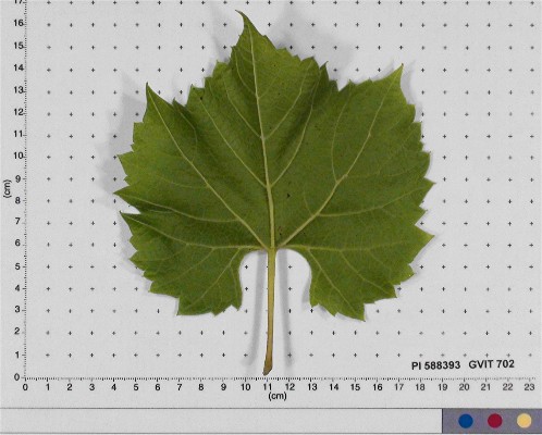 LEAF