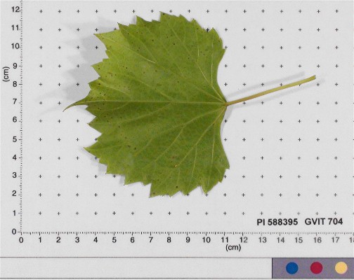 Click for 3 image(s) for this accession. LEAF