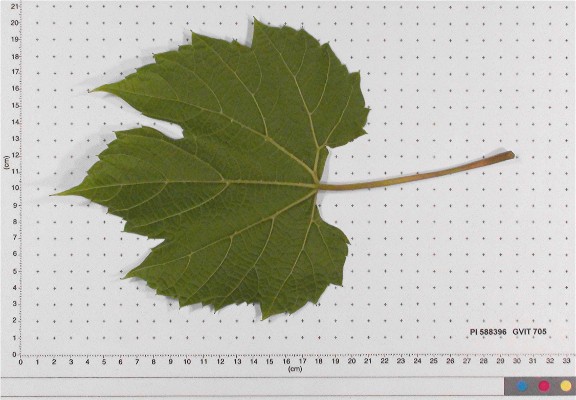 Click for 4 image(s) for this accession. LEAF