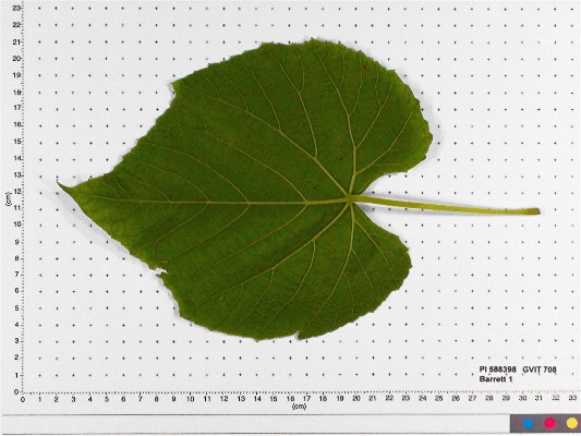 LEAF