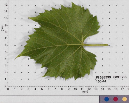 Click for 5 image(s) for this accession. LEAF