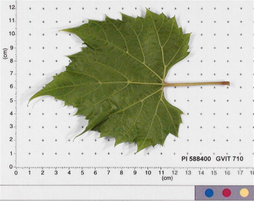 LEAF