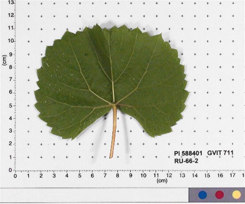 LEAF