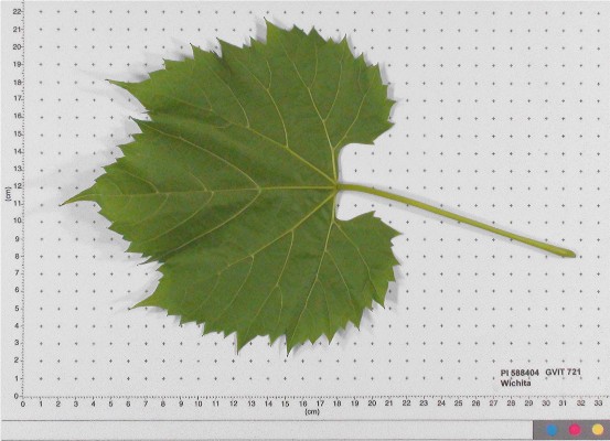 LEAF