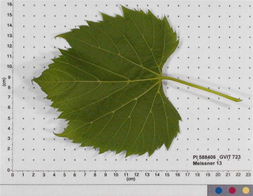 LEAF