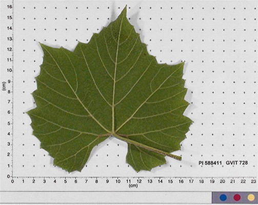 Click for 4 image(s) for this accession. LEAF