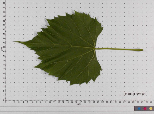 LEAF