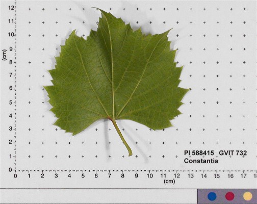 LEAF