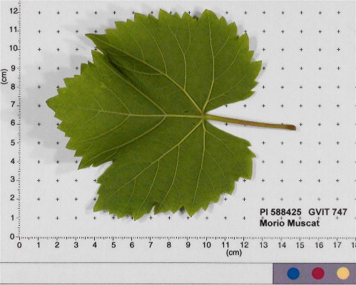 LEAF