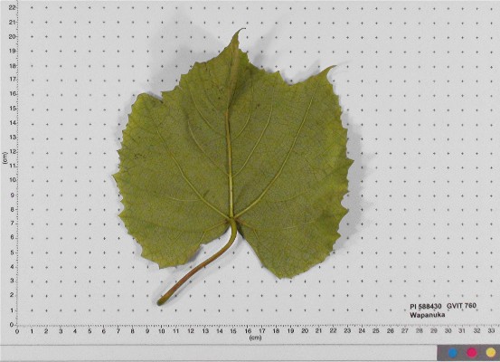 LEAF
