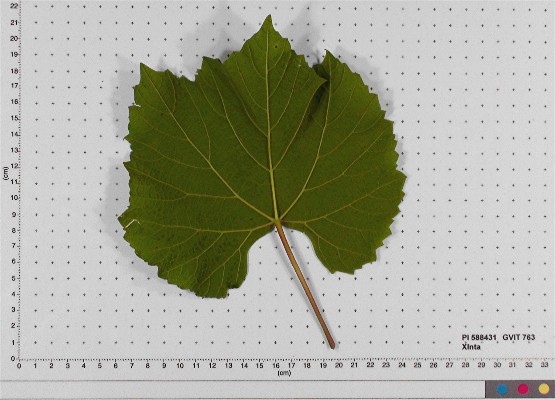 LEAF