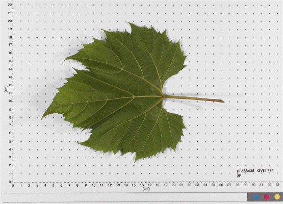 Click for 4 image(s) for this accession. LEAF