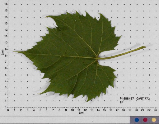 LEAF