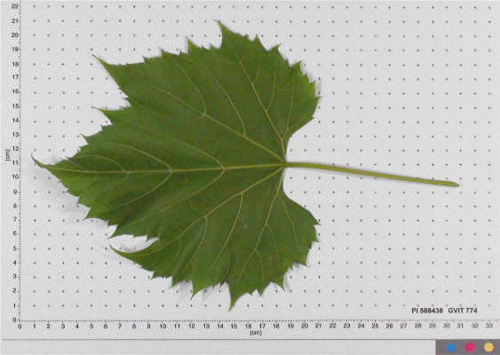 Click for 4 image(s) for this accession. LEAF