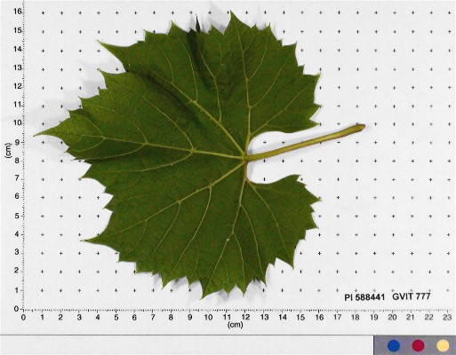 LEAF