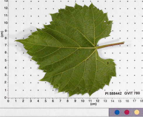 LEAF