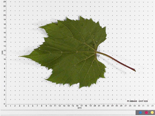 LEAF