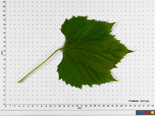 LEAF