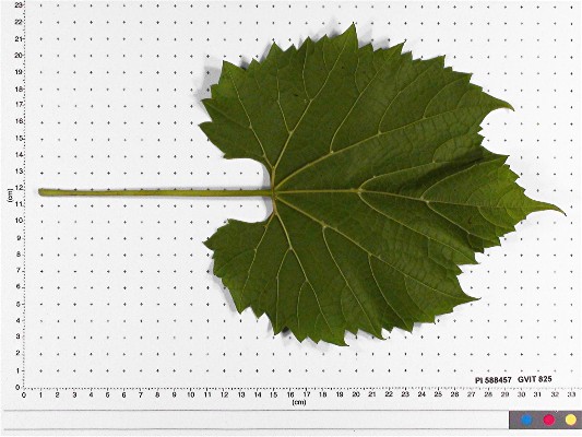 LEAF