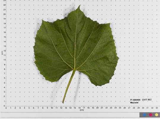 LEAF