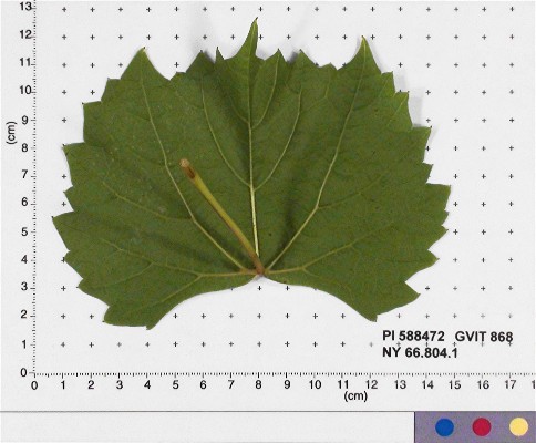 LEAF