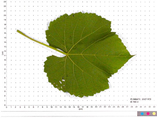 LEAF