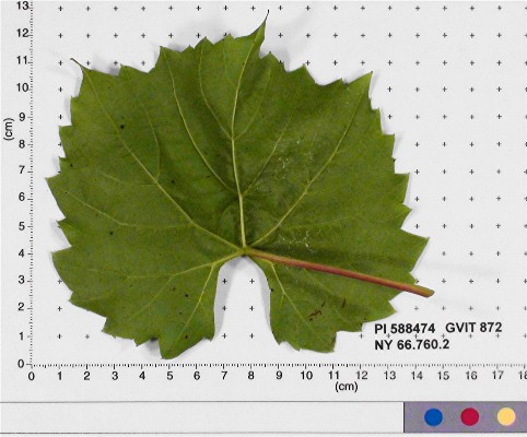Click for 6 image(s) for this accession. LEAF