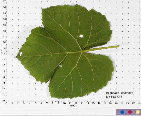 LEAF