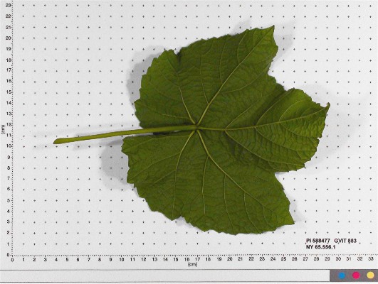 Click for 6 image(s) for this accession. LEAF