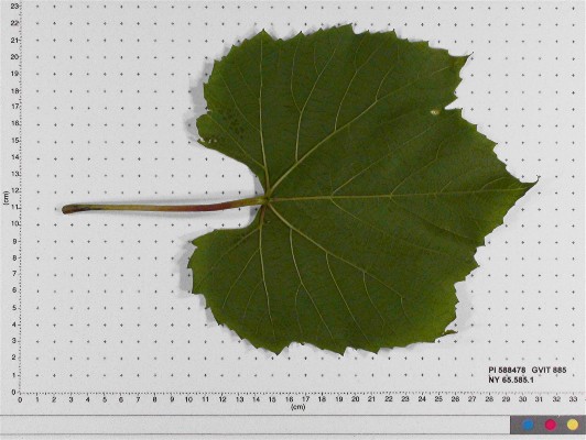 LEAF