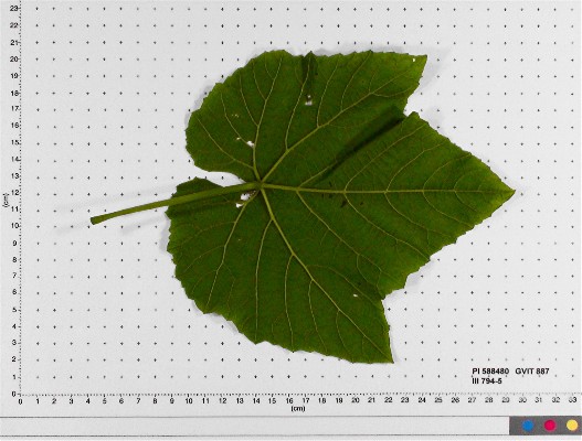 LEAF