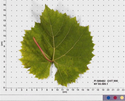 LEAF