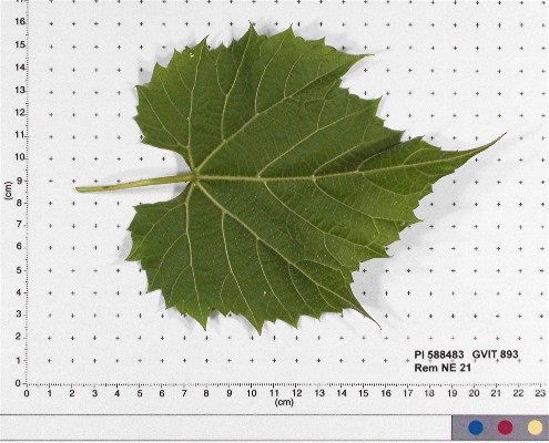 LEAF