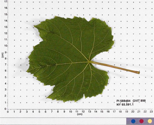 Click for 5 image(s) for this accession. LEAF