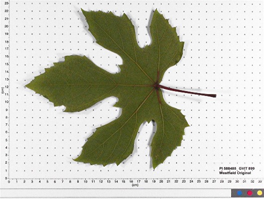 LEAF