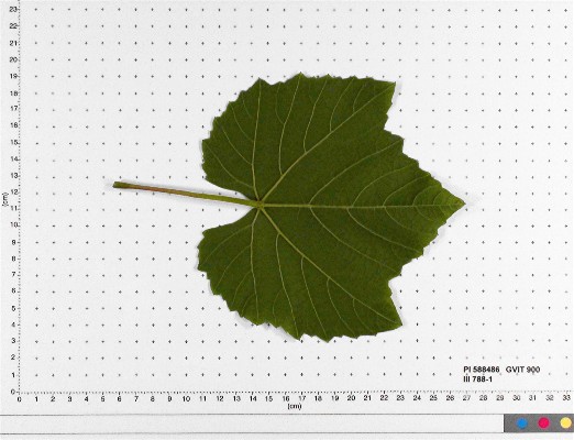 LEAF