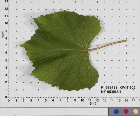 LEAF