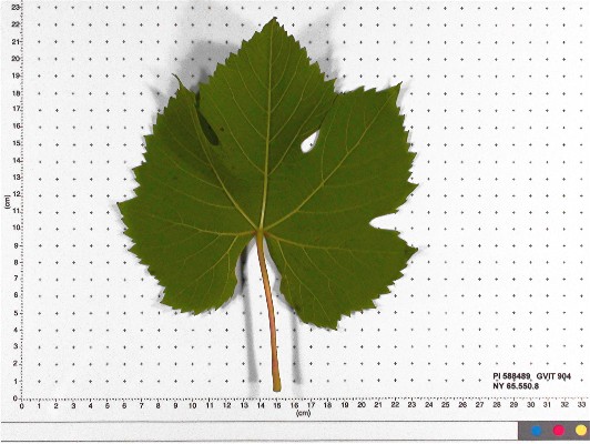 LEAF