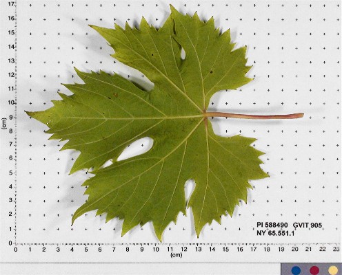 LEAF