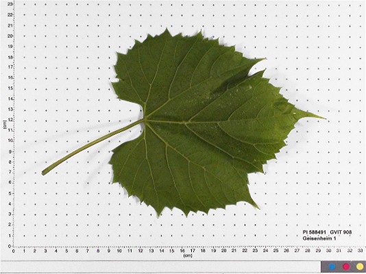 LEAF