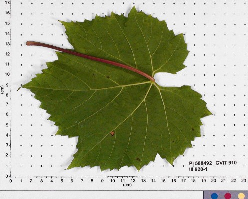 LEAF