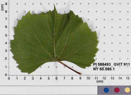 LEAF