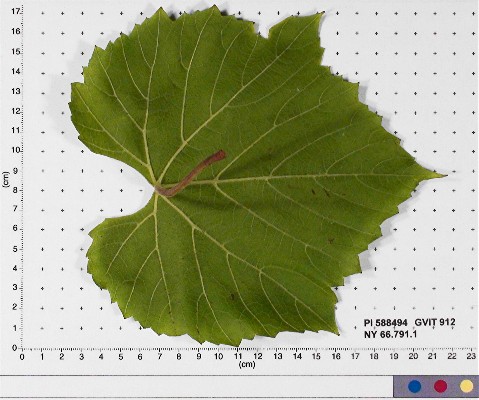 LEAF