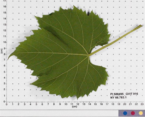 Click for 4 image(s) for this accession. LEAF