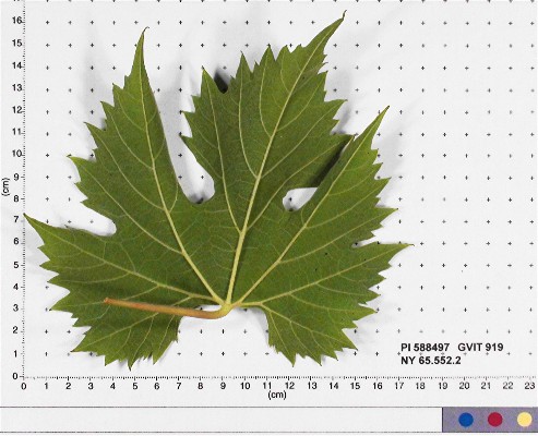 Click for 3 image(s) for this accession. LEAF