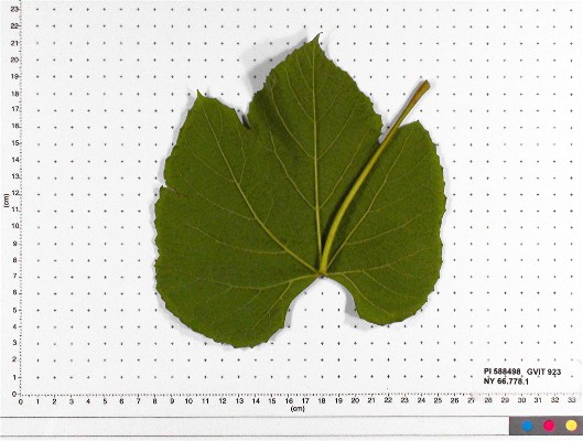 Click for 6 image(s) for this accession. LEAF