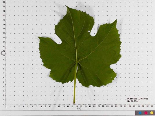 LEAF